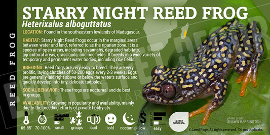 Heterixalus alboguttatus 'Starry Night Reed Frog'