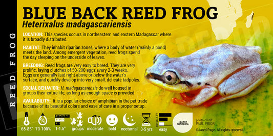 Heterixalus madagascariensis 'Blue Back Reed Frog'