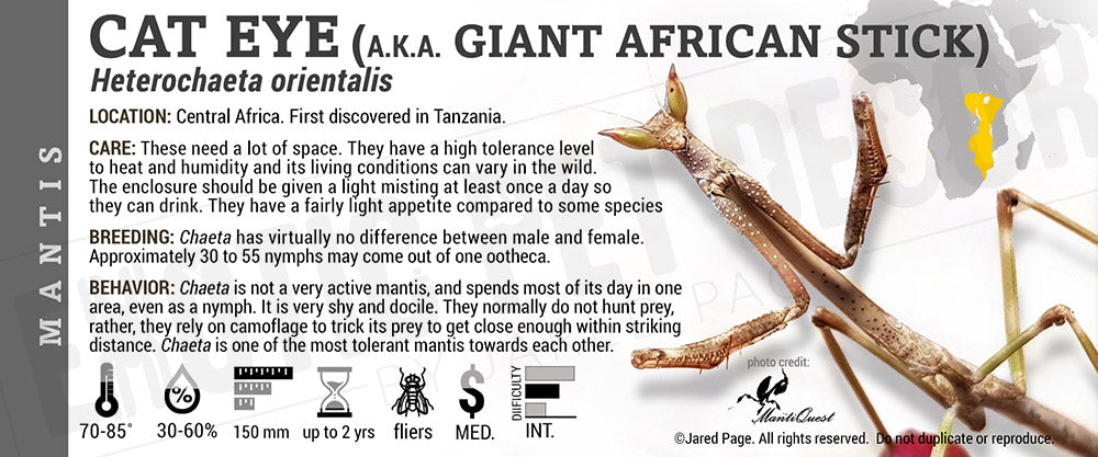 Heterochaeta orientalis 'Cat Eye' Mantis