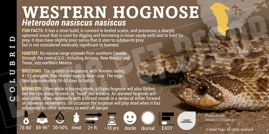 Heterodon nasiscus nasiscus 'Western Hognose' Snake