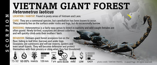 Heterometrus laoticus 'Vietnam Giant Forest' Scorpion