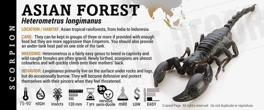 Heterometrus longimanus 'Asian Forest' Scorpion