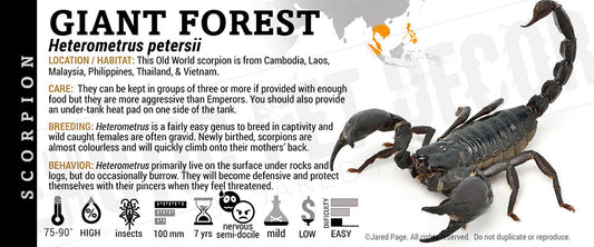 Heterometrus petersii 'Asian Forest' Scorpion