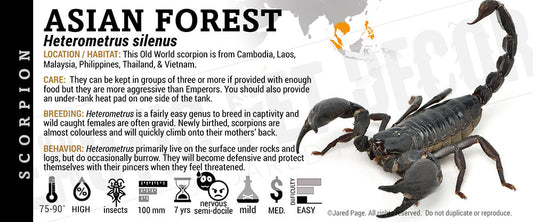 Heterometrus silenus 'Asian Forest' Scorpion
