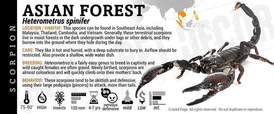 Heterometrus spinifer 'Asian Forest' Scorpion