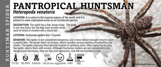 Heteropoda venatoria 'Pantropical Huntsman' Spider