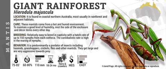 Hierodula majuscula 'Giant Australian Rainforest' Mantis
