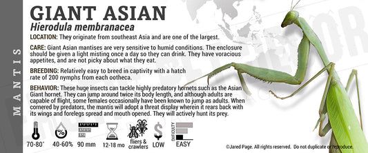 Hierodula membranacea 'Giant Asian' Mantis