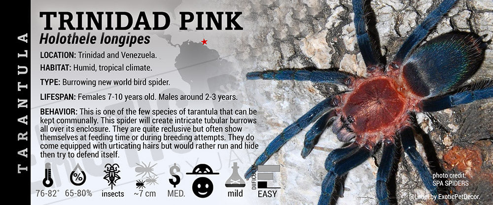 Holothele longipes 'Trinidad Pink' Tarantula