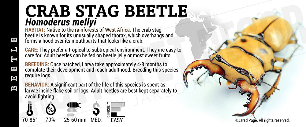 Homoderus mellyi 'Crab Stag' Beetle