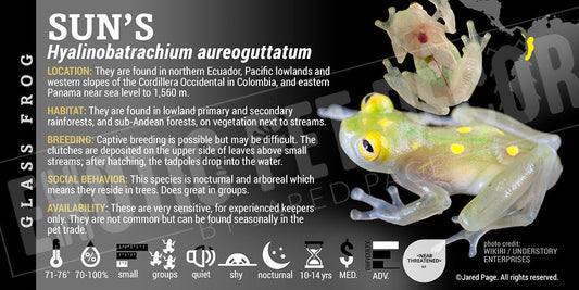 Hyalinobatrachium aureoguttatum 'Sun's Glass Frog'