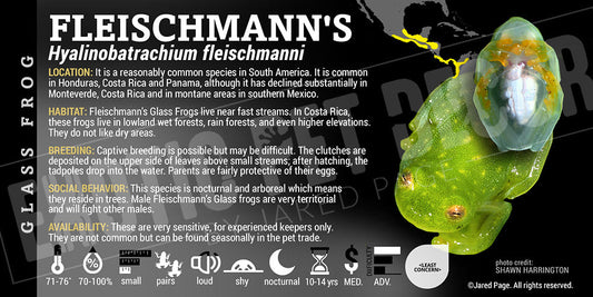 Hyalinobatrachium fleischmanni 'Glass Frog'