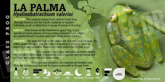 Hyalinobatrachium valerioi 'La Palma Glass Frog'