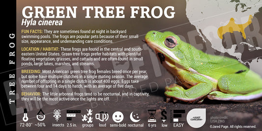 Hyla cinerea 'Green Tree Frog'