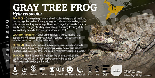 Hyla versicolor 'Grey Tree Frog'