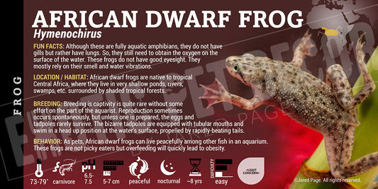 Hymenochirus african 'Dwarf Frog'