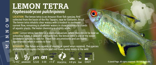 Hyphessobrycon pulchripinnis 'Lemon Tetra' Fish