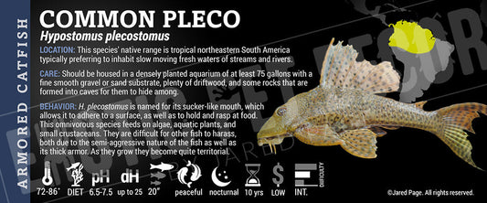 Hypostomus plecostomus 'Common Fish'