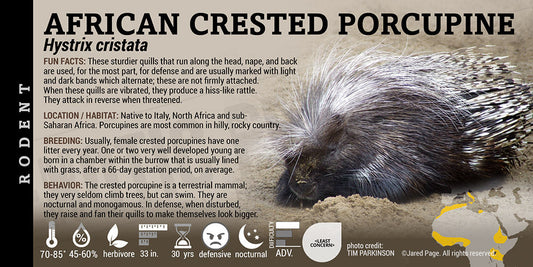 Hystrix cristata 'African Crested Porcupine'