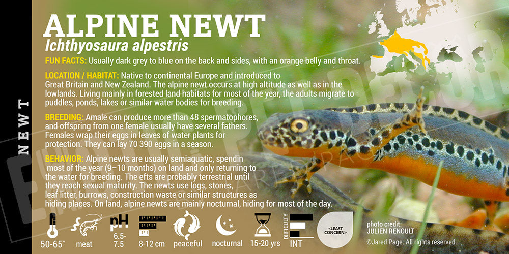 Ichthyosaura alpestris 'Alpine Newt'