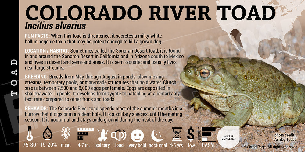 Incilius alvarius 'Colorado River Toad'