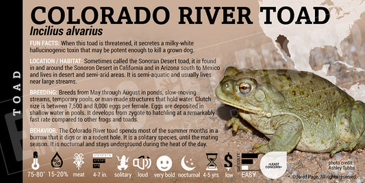 Incilius alvarius 'Colorado River Toad'
