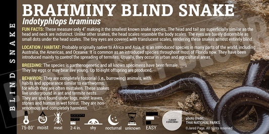 Indotyphlops braminus brahminy 'Blind' Snake