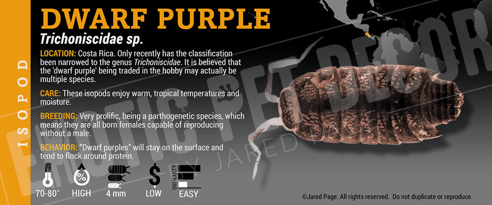 Trichoniscidae sp 'Costa Rican Dwarf Purple' isopod label