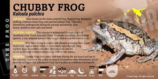 Kaloula pulchra 'Chubby Frog'