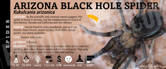 Kukulcania arizonica 'Arizona Black Hole' Spider