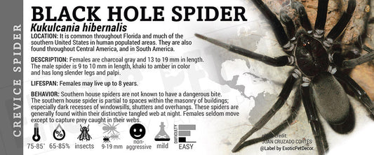 Kukulcania hibernalis 'Black Hole' Spider