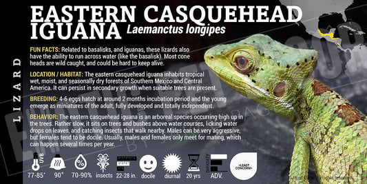 Laemanctus longipes 'Eastern Casquehead' Iguana