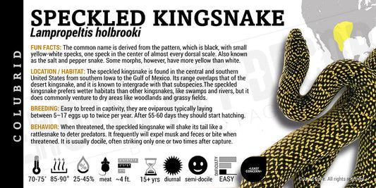 Lampropeltis getula holbrooki 'Speckled Kingsnake'