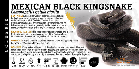 Lampropeltis getula nigrita 'Mexican Black Kingsnake'