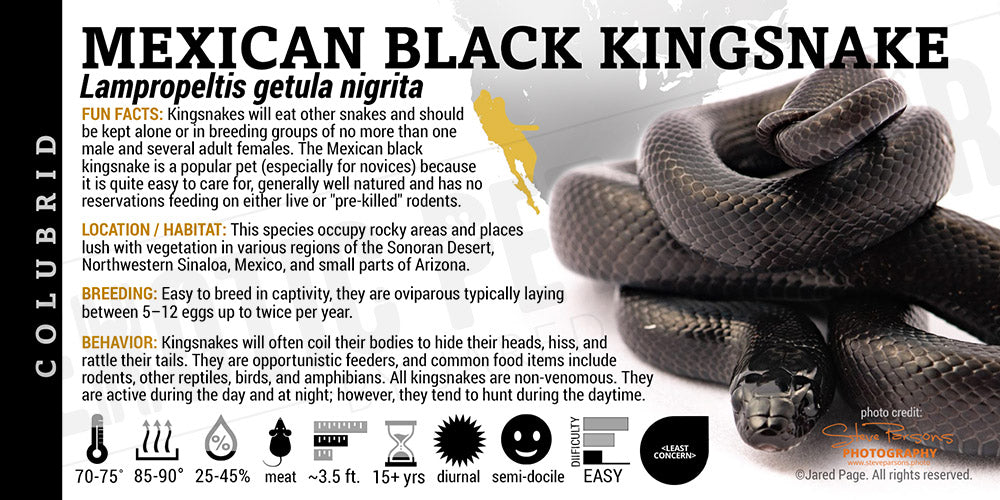 Lampropeltis getula nigrita 'Mexican Black Kingsnake'