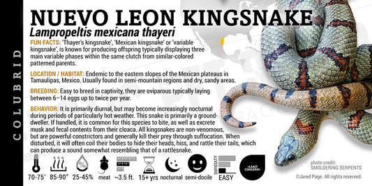 Lampropeltis mexicana thayeri 'Mexican Kingsnake'