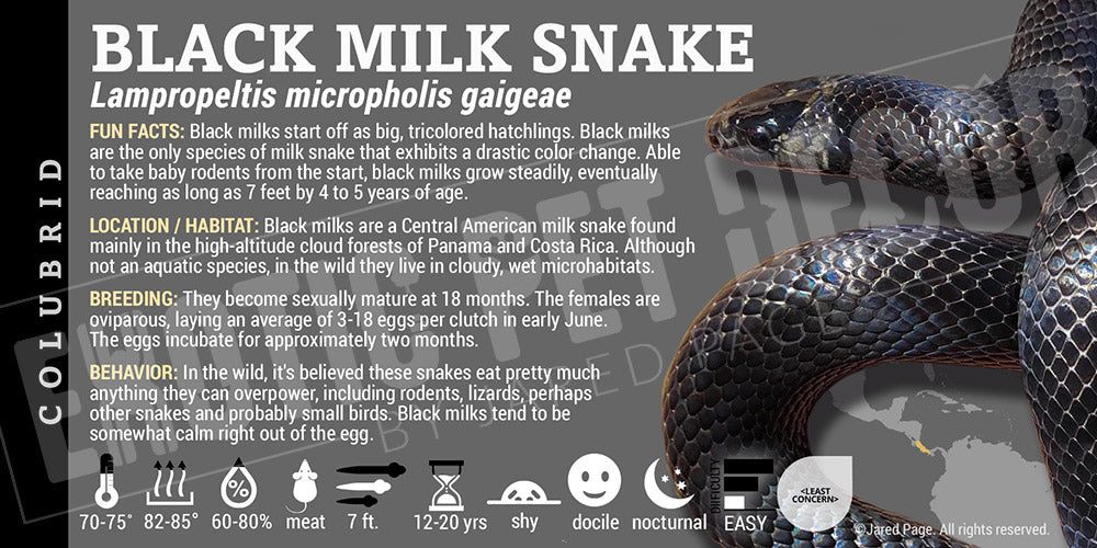 Lampropeltis micropholis gaigeae 'Black Milksnake'