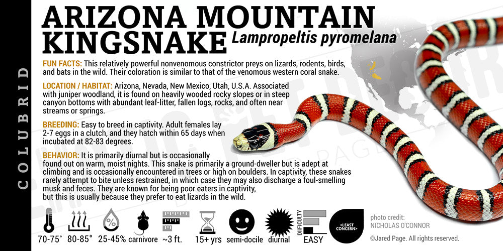 Lampropeltis pyromelana 'Arizona Mountain Kingsnake'