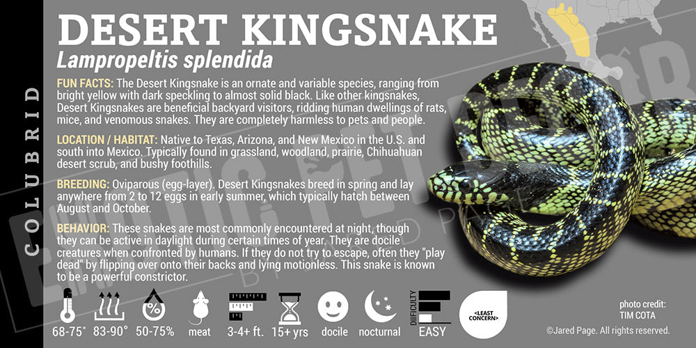 Lampropeltis splendida 'Desert Kingsnake '