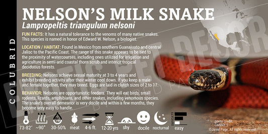 Lampropeltis triangulum nelsoni 'Nelson's Milksnake'