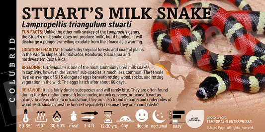 Lampropeltis triangulum stuarti 'Stuart's Milksnake'
