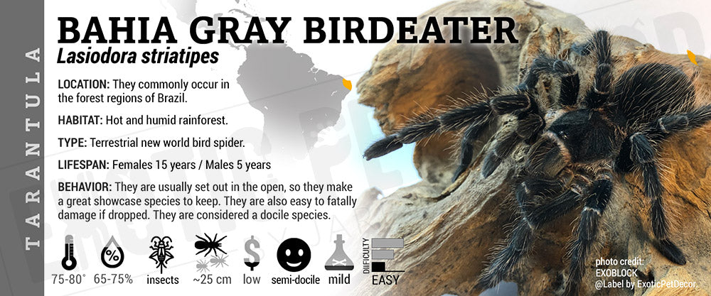 Lasiodora striatipes 'Bahia Gray Birdeater' Tarantula