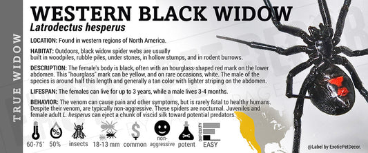 Latrodectus hesperus 'Western Black Widow '