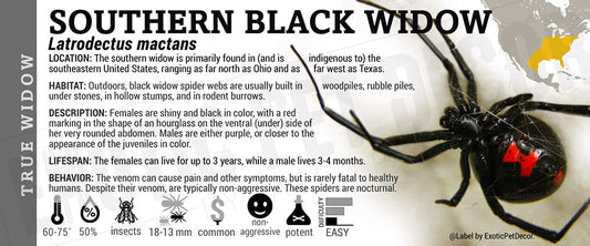 Latrodectus mactans 'Southern Black Widow '
