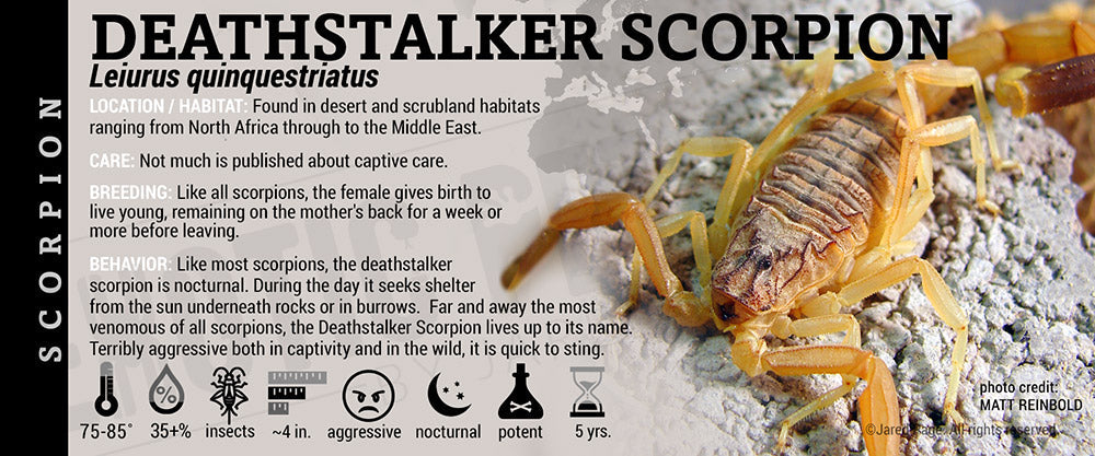 Leiurus quinquestriatus 'Deathstalker' Scorpion
