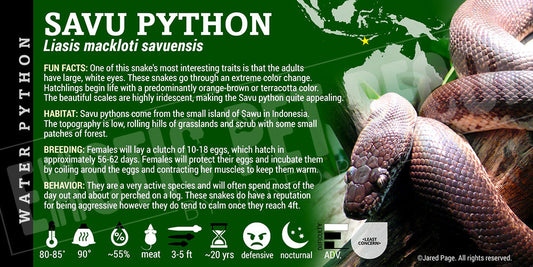 Liasis mackloti savuensis 'Savu' Python