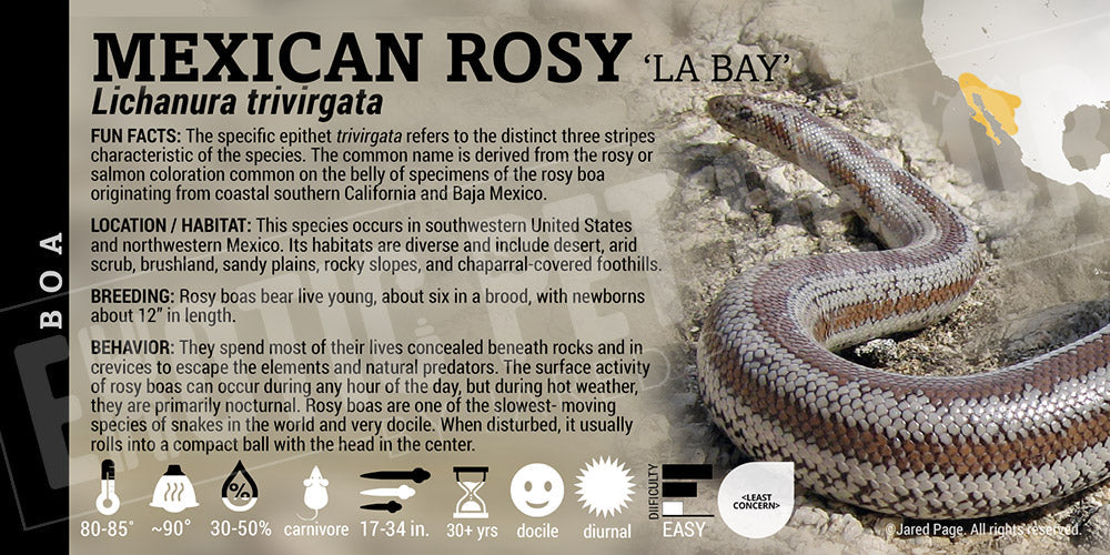 Lichanura trivirgata 'Mexican Rosy' Boa