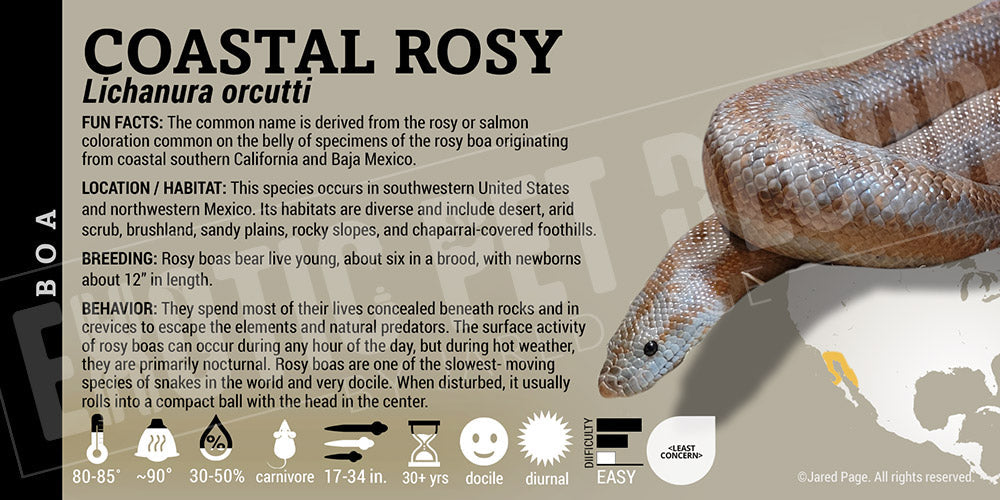 Lichanura trivirgata rosefucsa 'Coastal Rosy' Boa