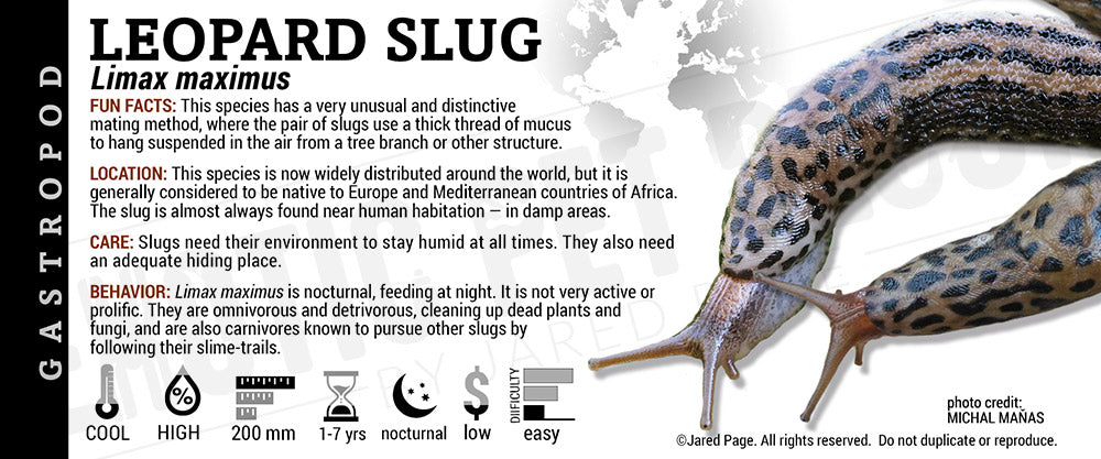 Limax maximus 'Leopard' Slug