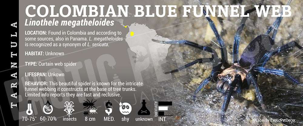 Linothele megatheloides 'Colombian Funnel Web' Spider